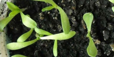 Armeria: výsadba sazenic, jak pěstovat ze semen, foto